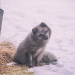 猫猫云1:探索猫咪的奇妙世界与云端生活的完美结合 4uirwn9f