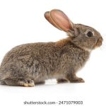 磁链搜索 熊猫:探索熊猫资源的高效磁链搜索技巧与方法 racygxcbfk