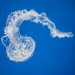 磁力链接前缀:如何正确使用和理解磁力链接的基本概念 t9689